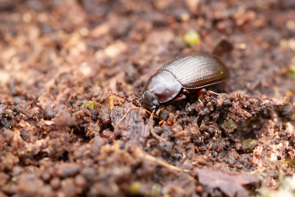 Nalassus laevioctostriatus 3.jpg