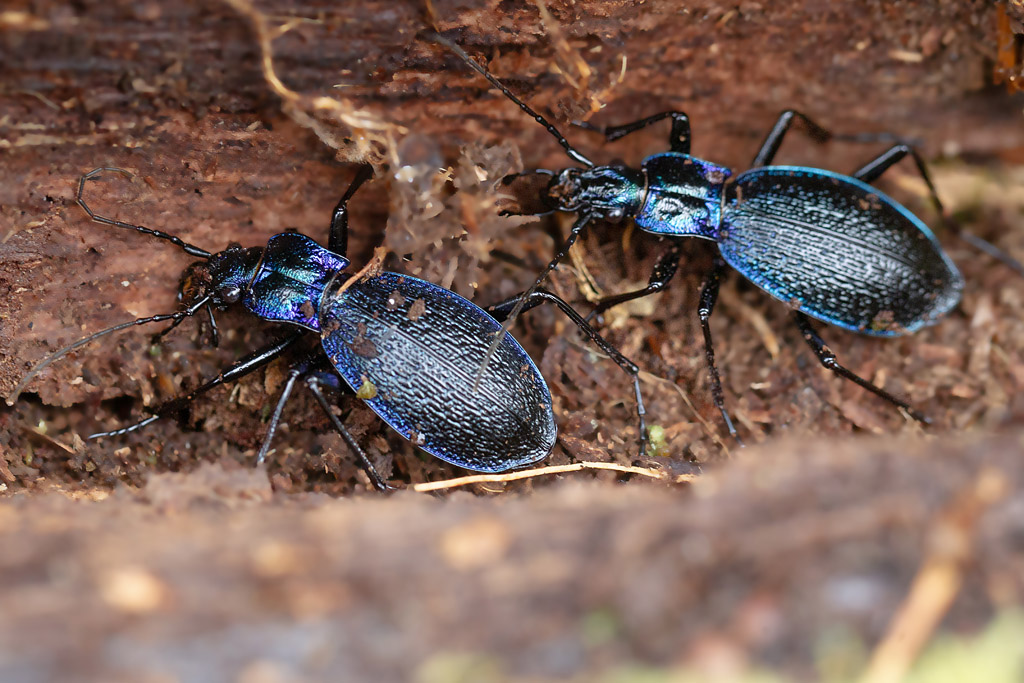 Carabus intricatus 3.jpg