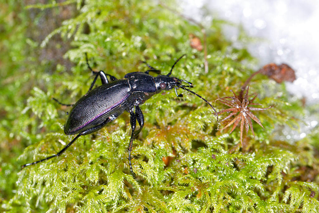 Carabus (Megodontus) purpurascens 5.jpg
