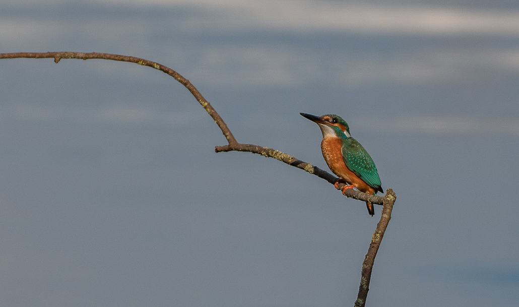 Martin pêcheur_.jpg