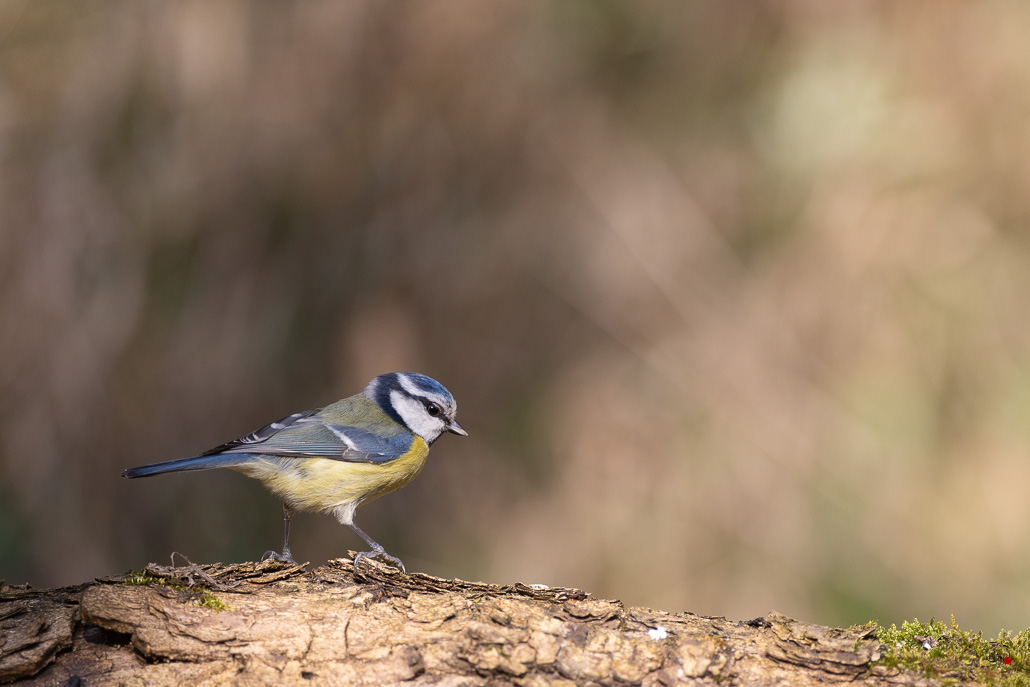 Mésange bleue (Parus caeruleus) European blue-670.jpg