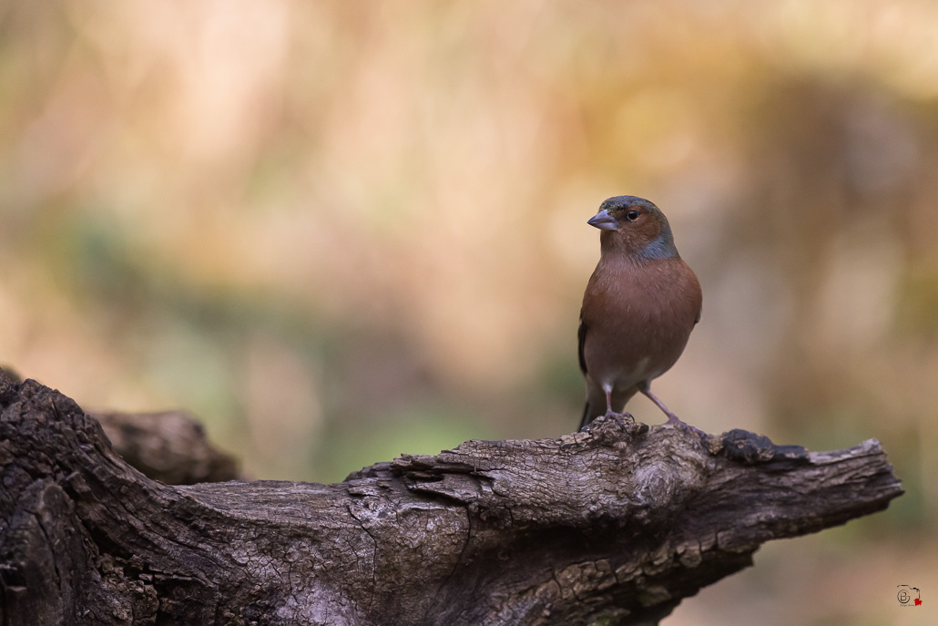 Pinson des arbres (Fringilla coelebs) - Chaffinch-482.jpg