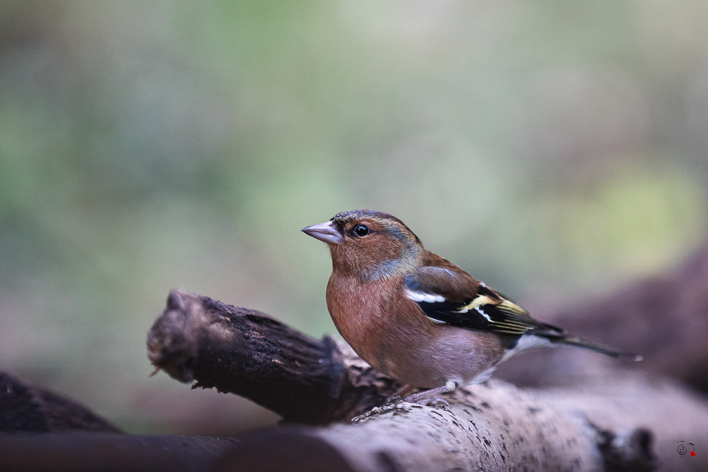 Pinson des arbres (Fringilla coelebs) - Chaffinch-490.jpg