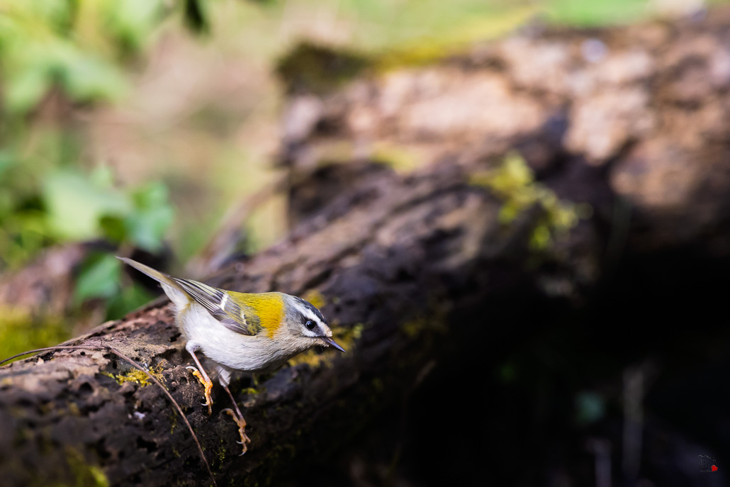 Roitelet triple bandeau (Regulus ignicapillus) Common Firecrest-143.jpg