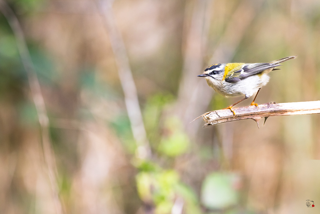 Roitelet triple bandeau (Regulus ignicapillus) Common Firecrest-146.jpg