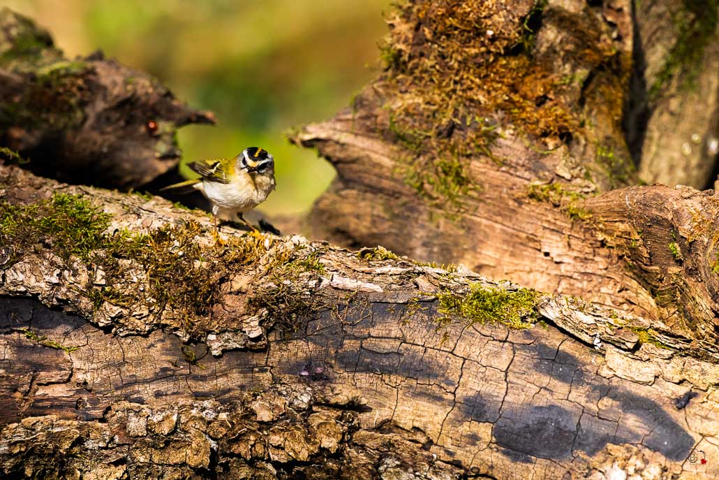 Roitelet triple bandeau (Regulus ignicapillus) Common Firecrest-147.jpg
