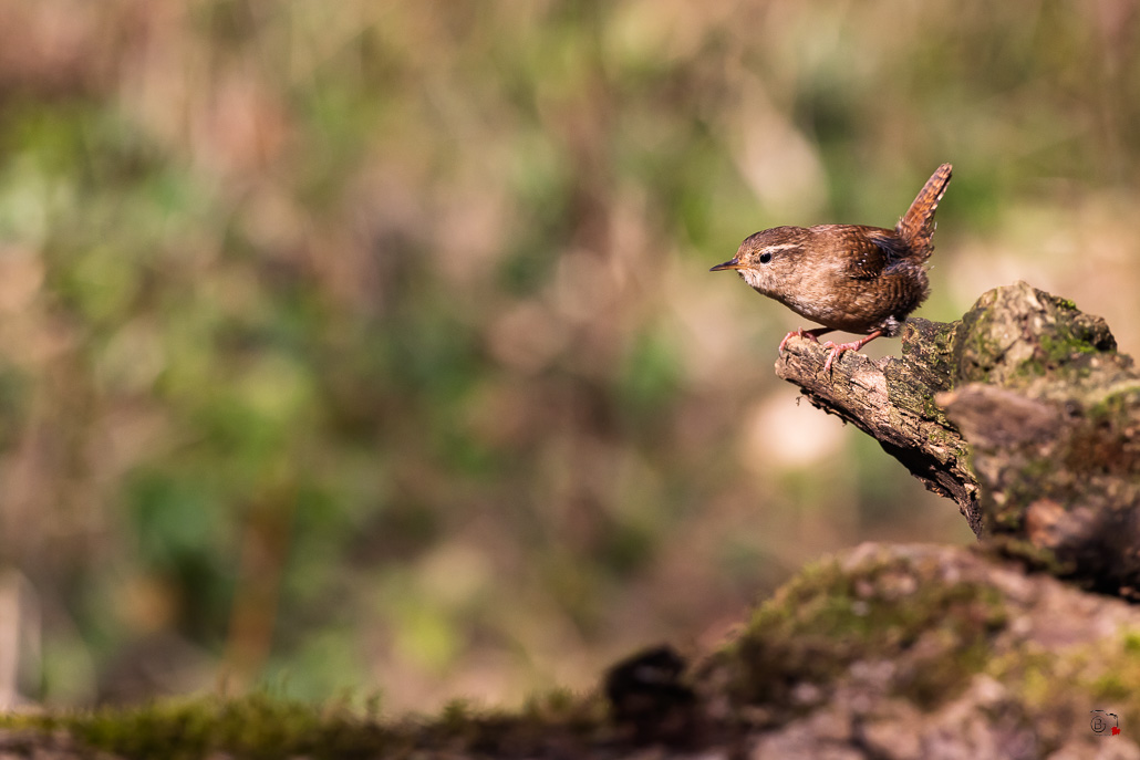 Troglodyte mignon (Troglodytes troglodytes)-384.jpg