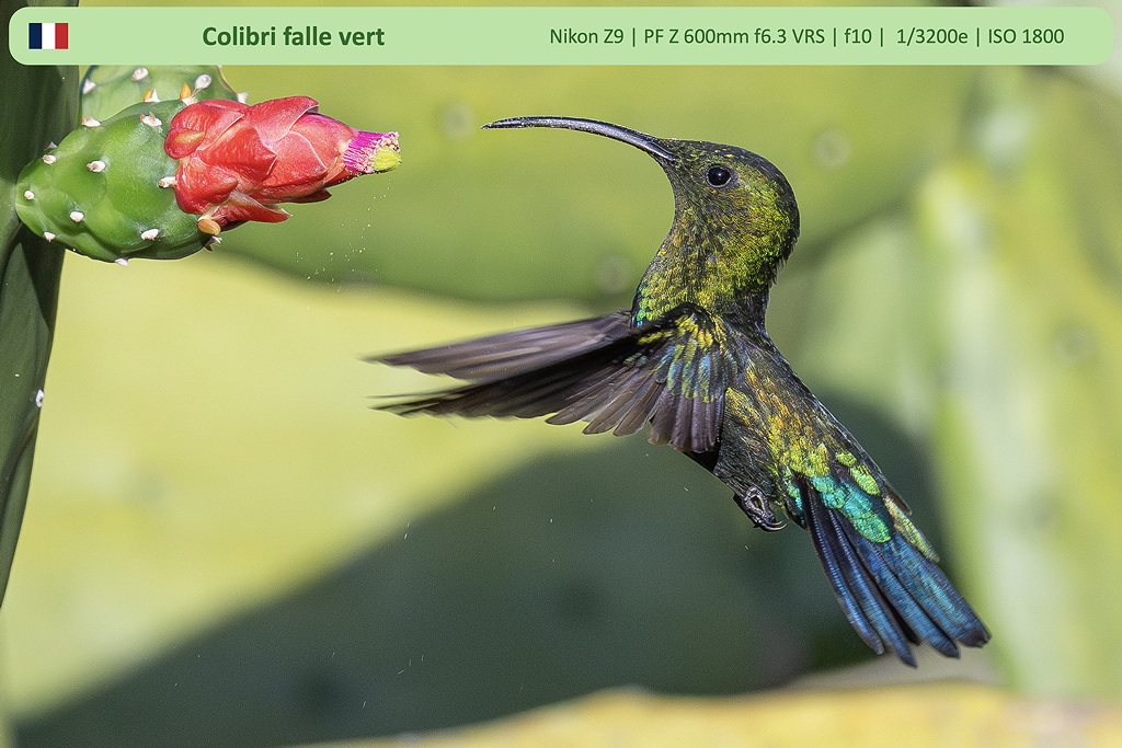 9colibri_pollen_sD.jpg