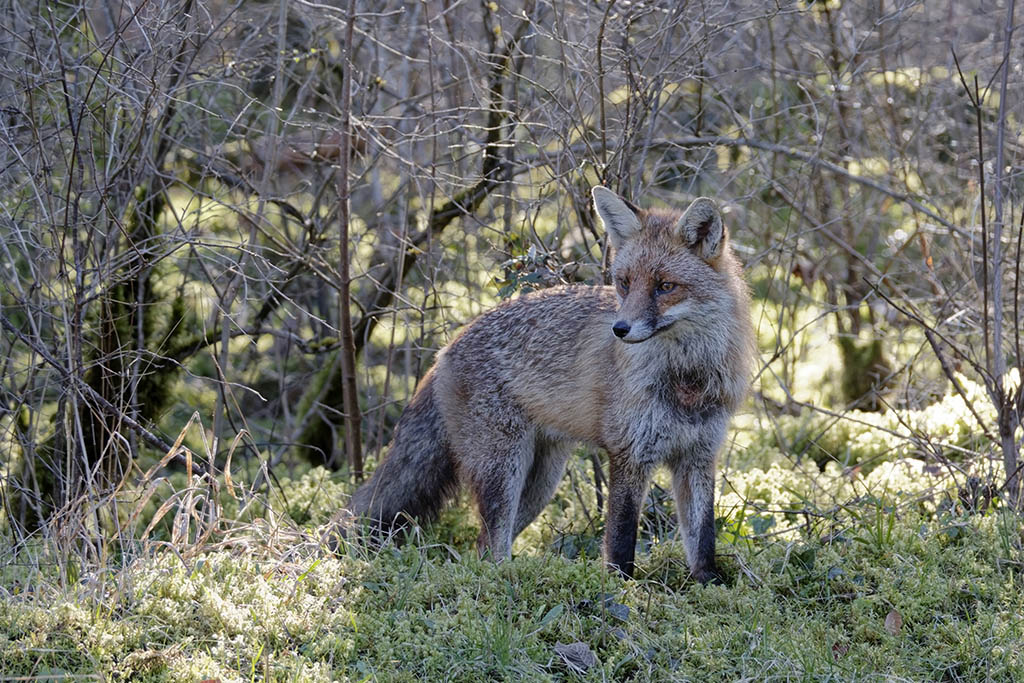 _90A1682  Renard02.jpg