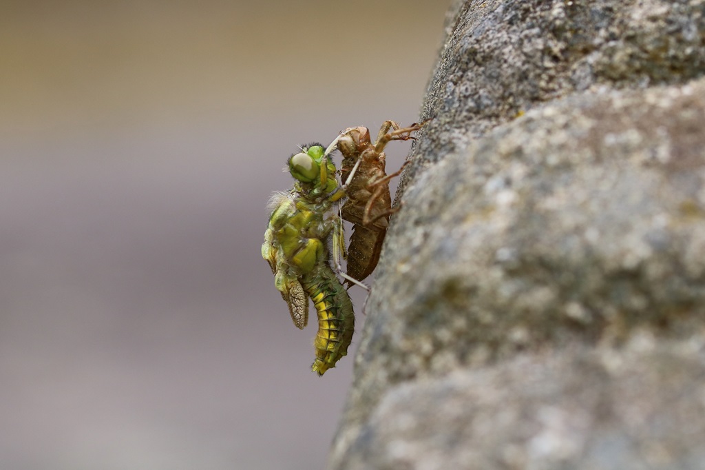 1 IMG_8353X.JPG
