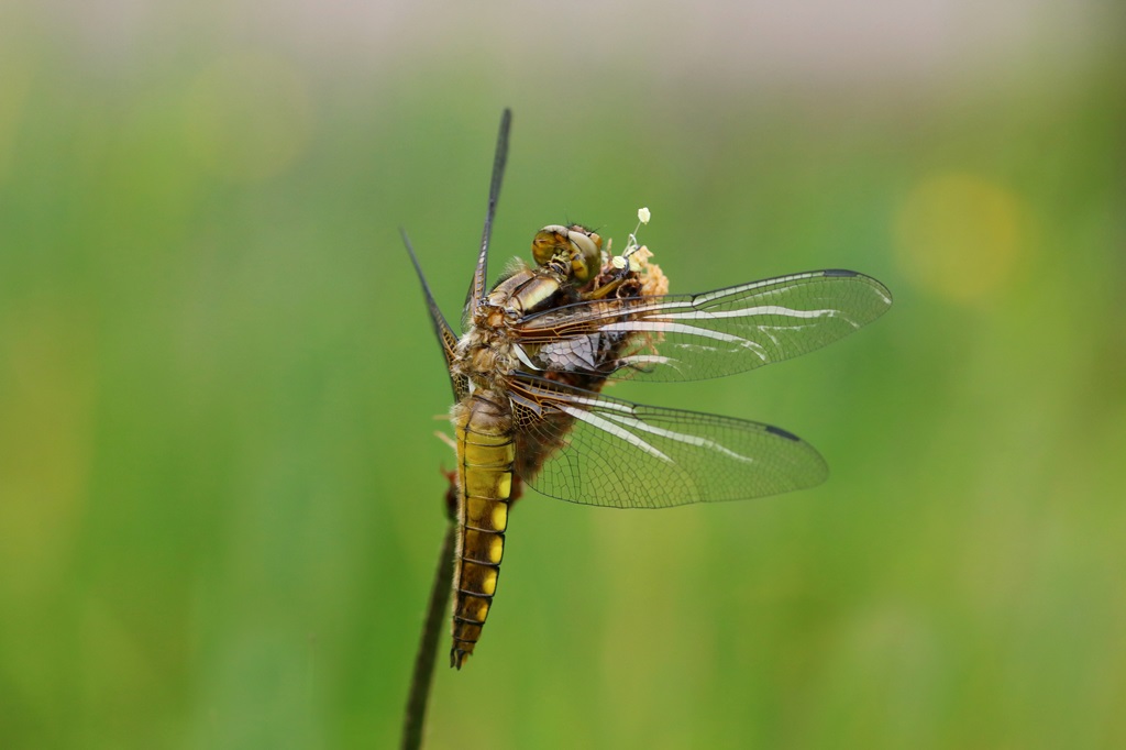7 IMG_8341X.JPG