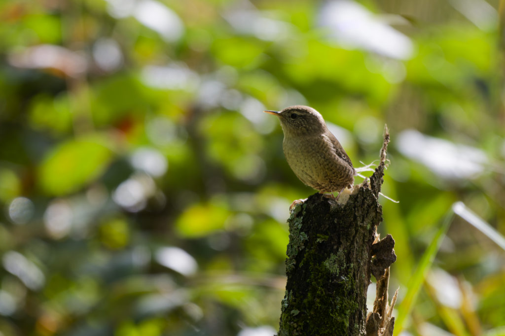 Troglodyte 2025-4.jpg