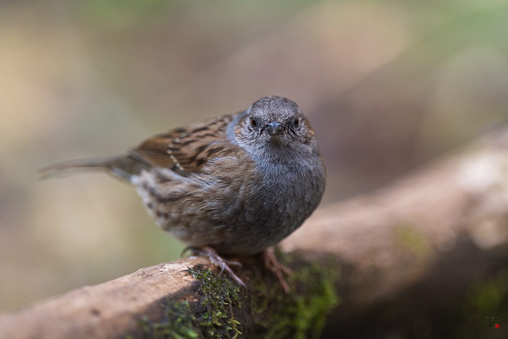 Accenteur Mouchet (Prunella modularis) Hedge accentor-86.jpg