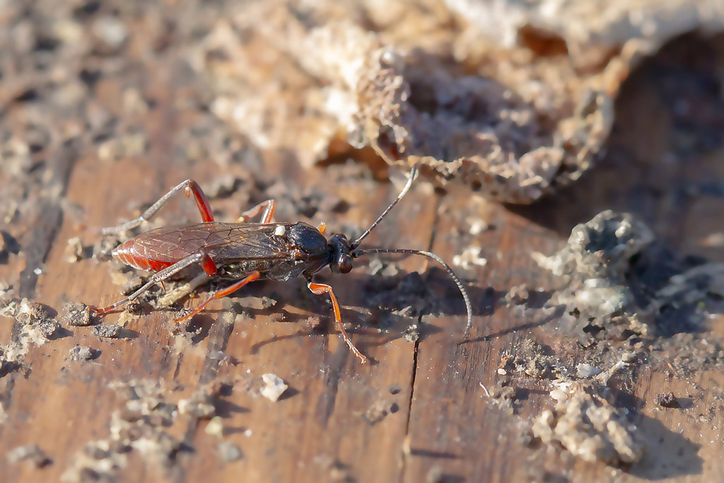 Hoplismenus bispinatorius.jpg