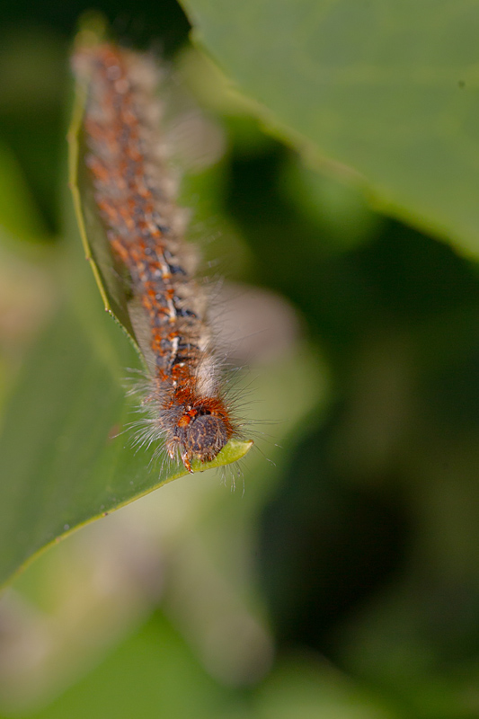 bombyx du chêne - Lasiocampa quercus.jpg