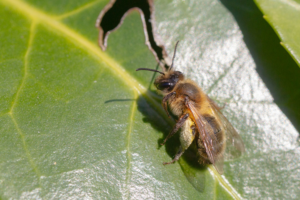 Andrena sp.jpg