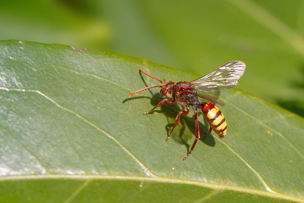Nomada lathburiana.jpg