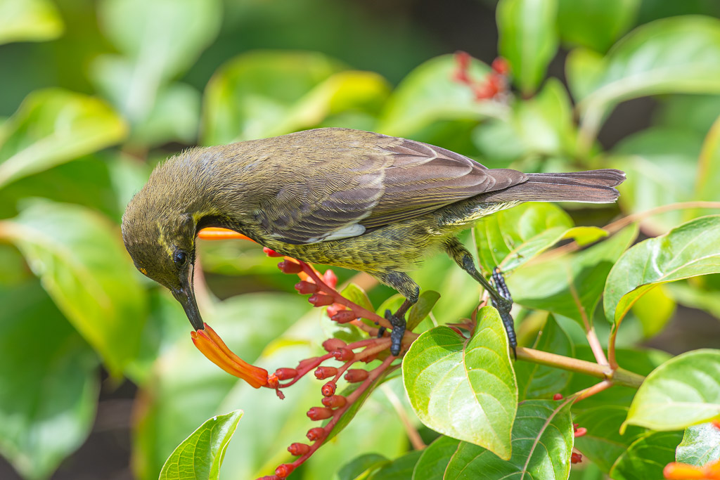 8 I&N_Souimanga_à_poitrine_rouge4.jpg