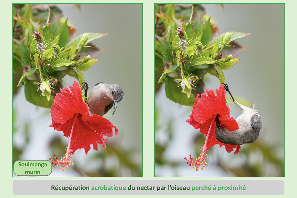 9 recup_nectar_perche_murinSD.jpg