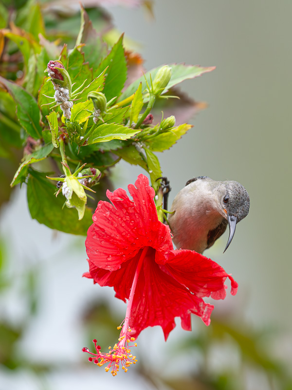 10 I&N_Souimanga_murin_1.jpg