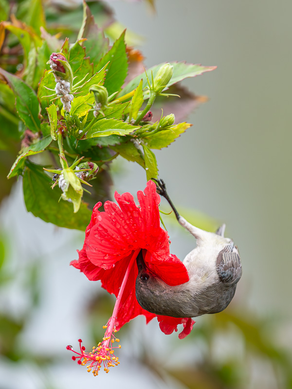 11 I&N_Souimanga_murin_2.jpg