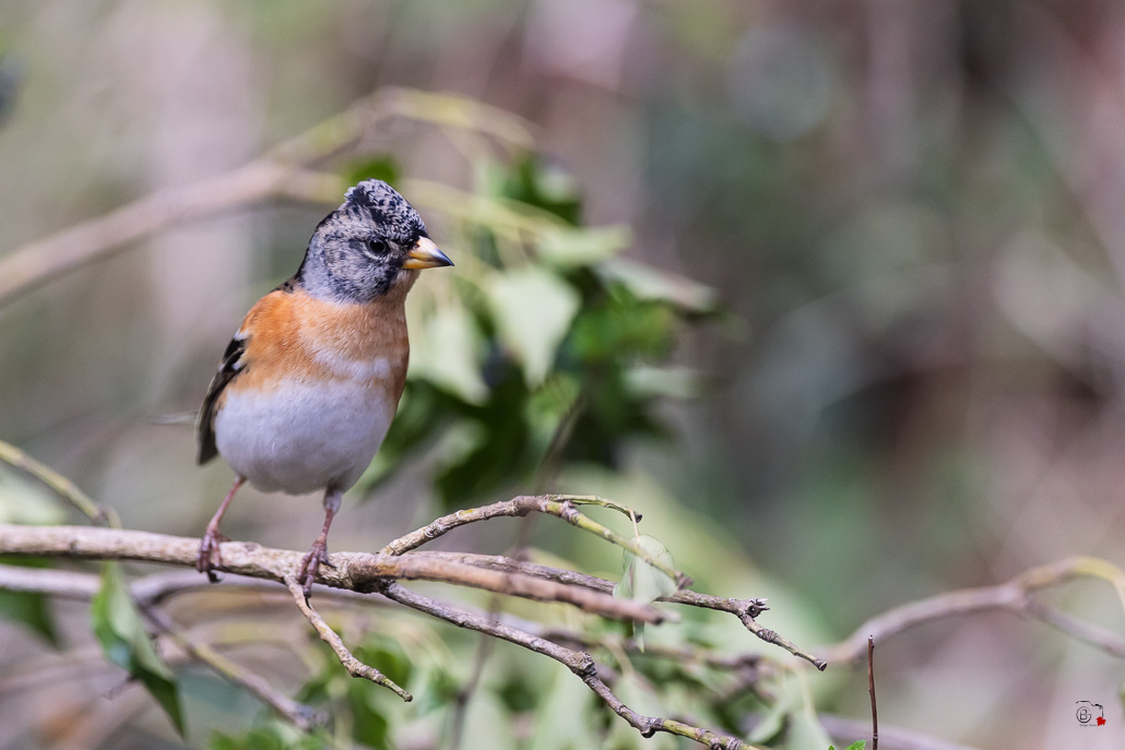 Pinson du Nord (Fringilla montifringilla) - Brambling--49.jpg