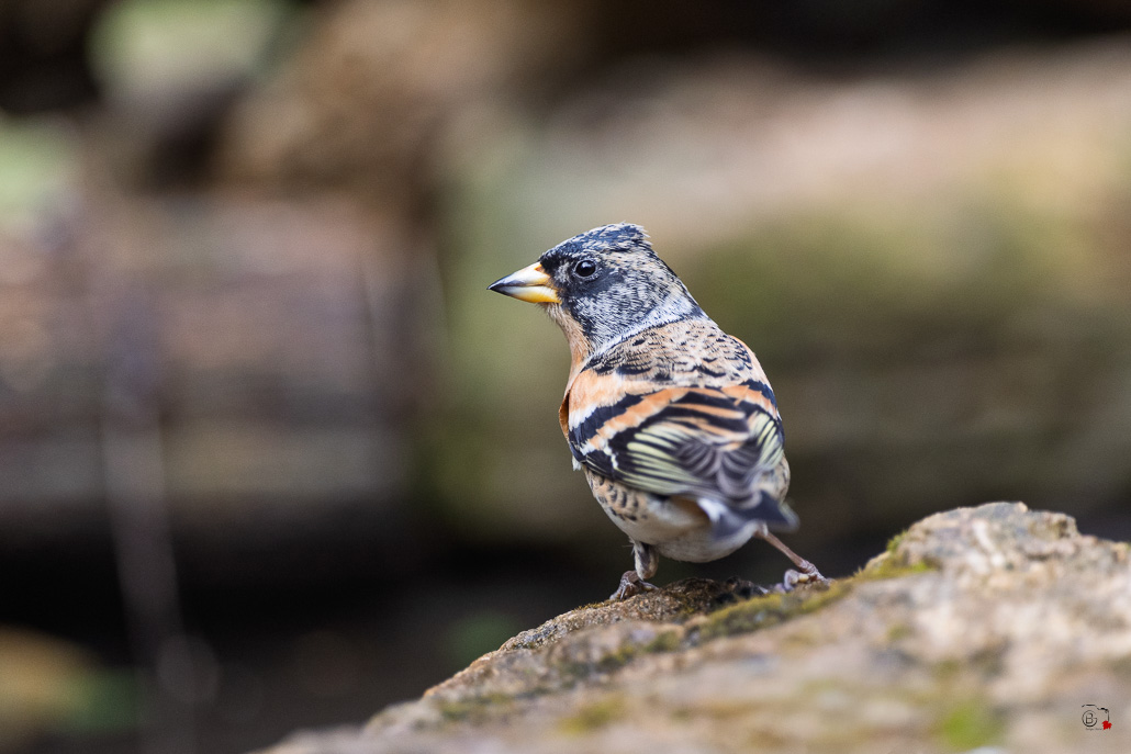Pinson du Nord (Fringilla montifringilla) - Brambling--77.jpg