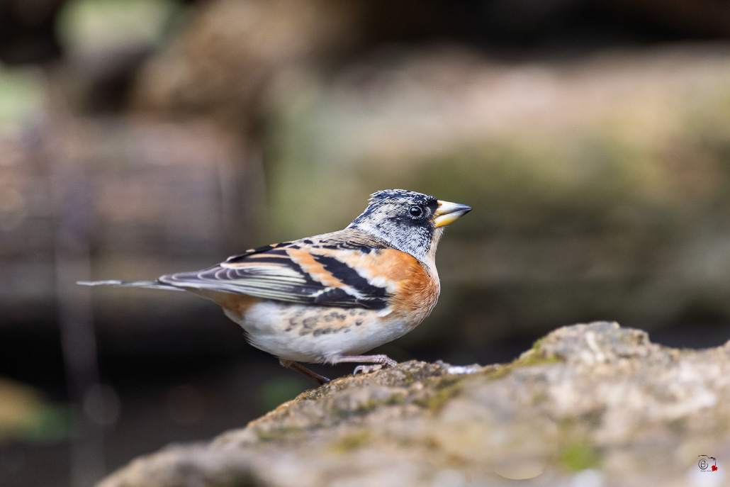 Pinson du Nord (Fringilla montifringilla) - Brambling--81.jpg
