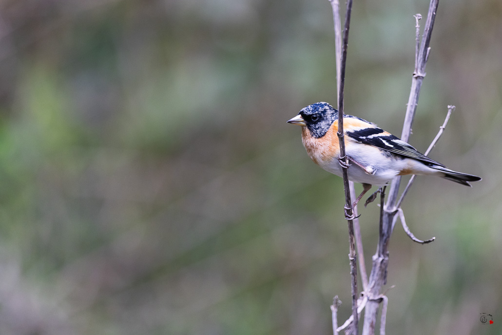 Pinson du Nord (Fringilla montifringilla) - Brambling--85.jpg