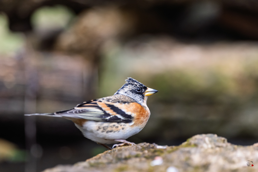 Pinson du Nord (Fringilla montifringilla) - Brambling--90.jpg