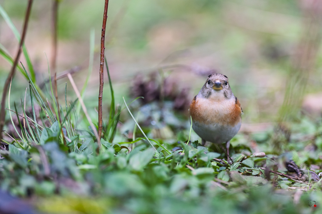 Pinson du Nord (Fringilla montifringilla) - Brambling--40.jpg