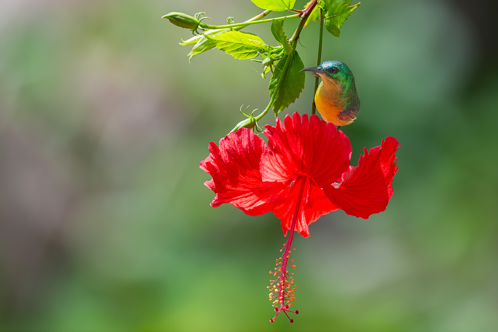 01 I&N_Souimanga_à_collier.jpg