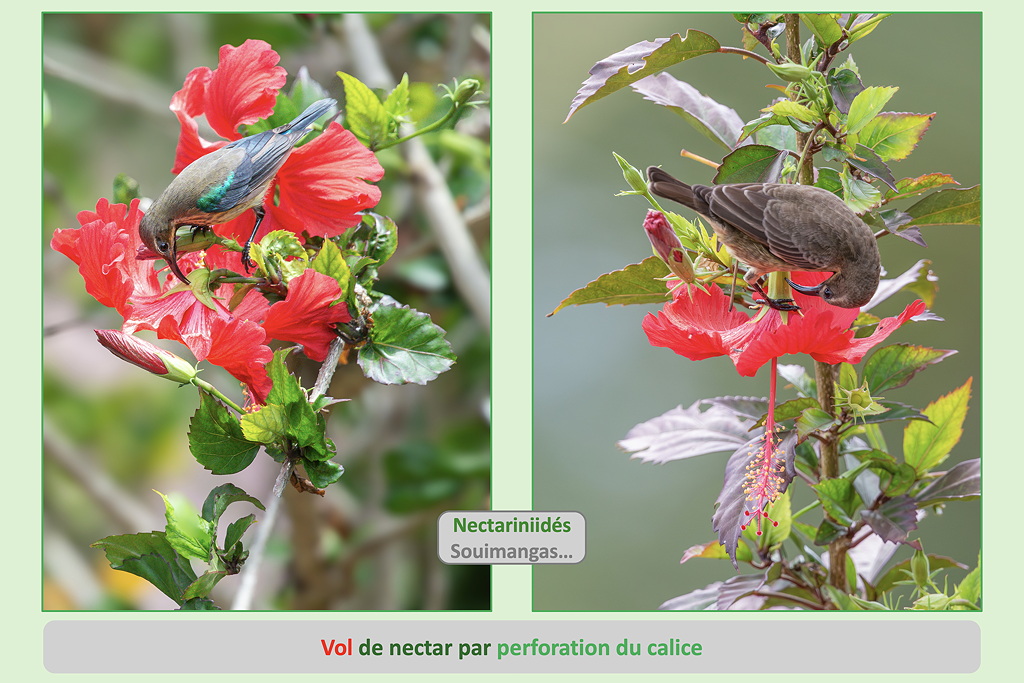 06 souimangas perforation SD.jpg