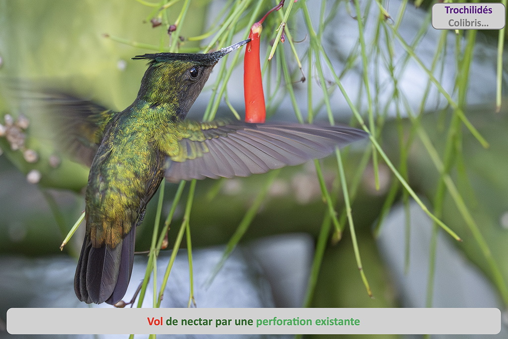 08 vol_nectar_colibri SD.jpg