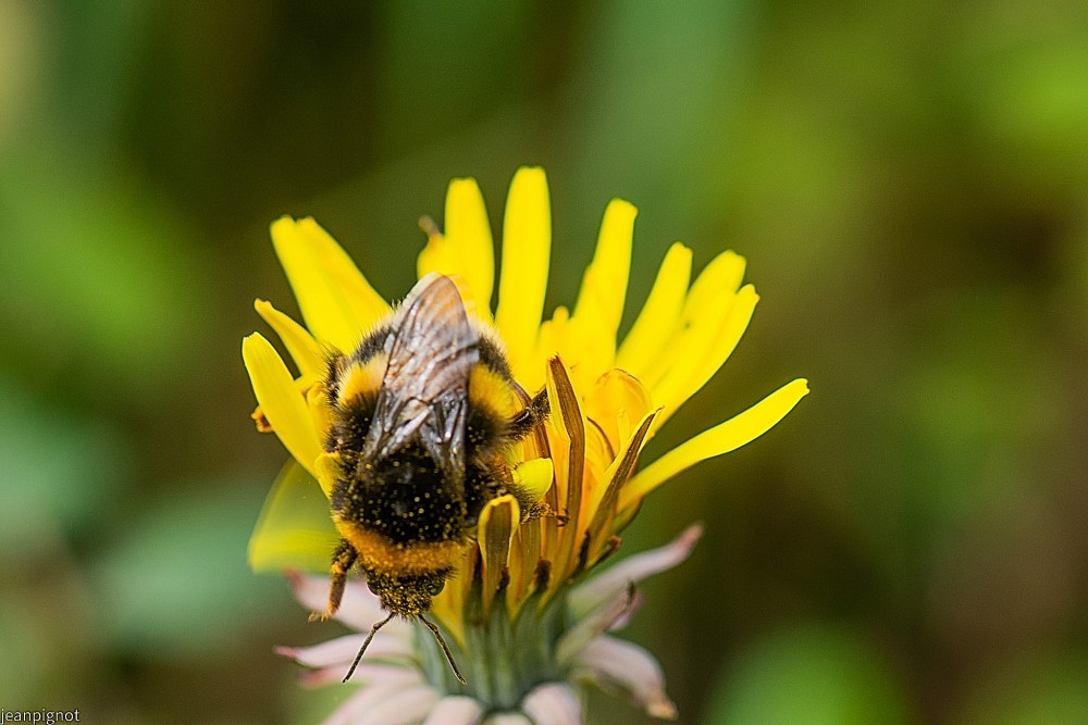 N2 bourdon terrestre.JPG