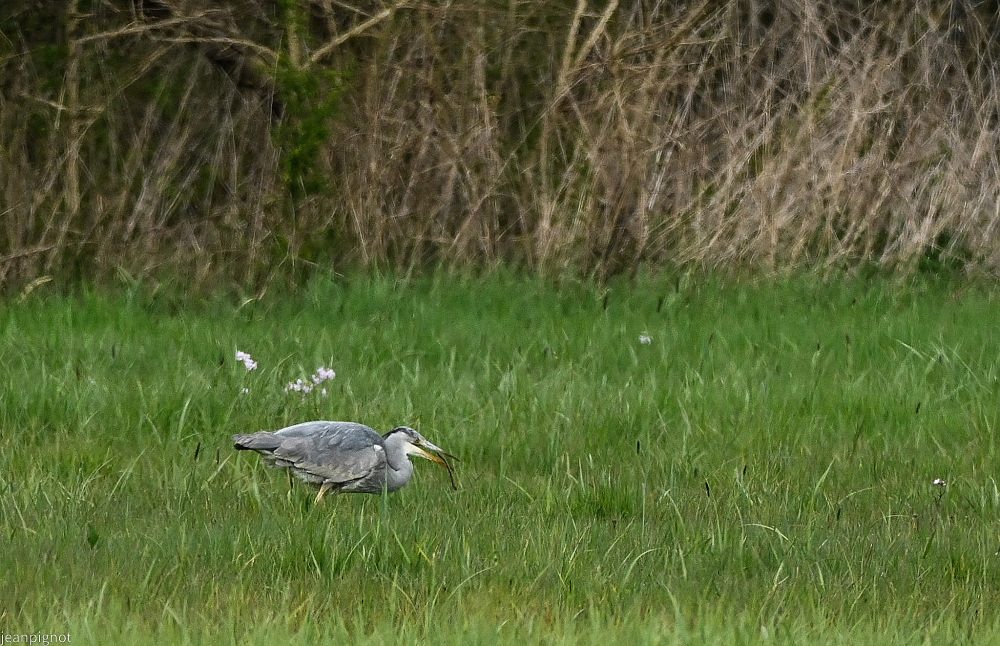 N4 en pleine action (2).JPG