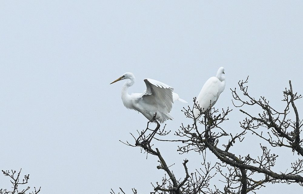 N2 grandee aigrette perchées.JPG