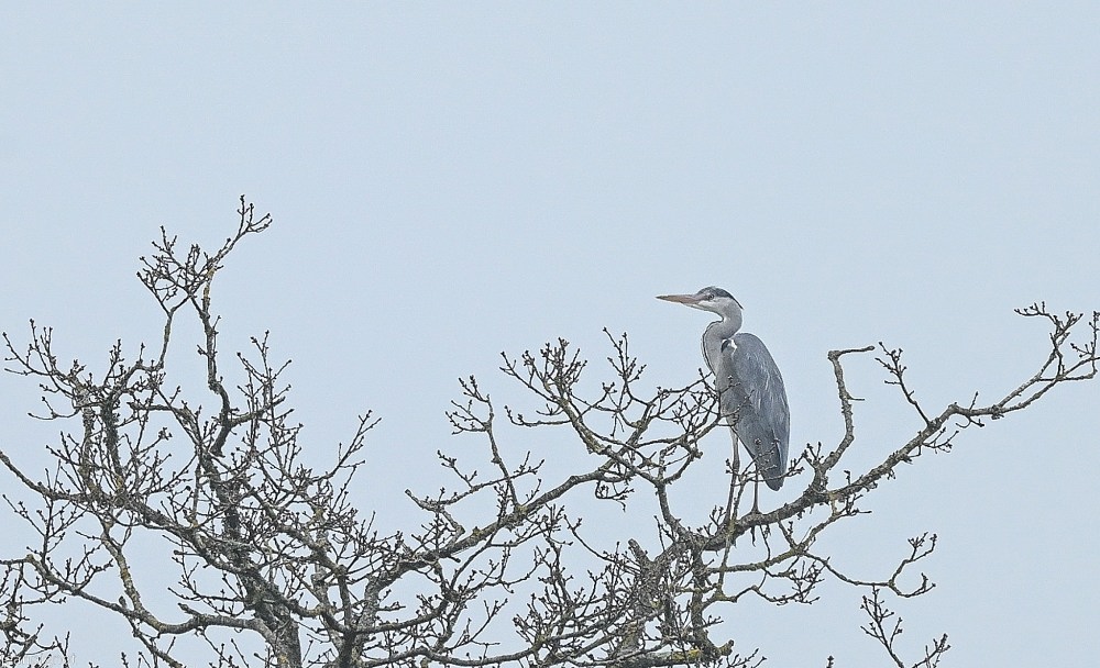 N1 heron cendré.JPG
