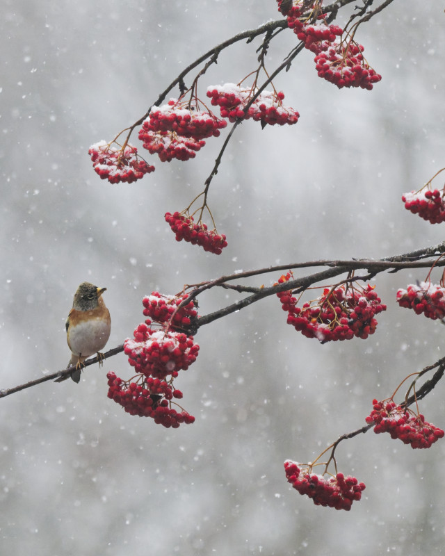 Pinson du nord 2025_12.jpg