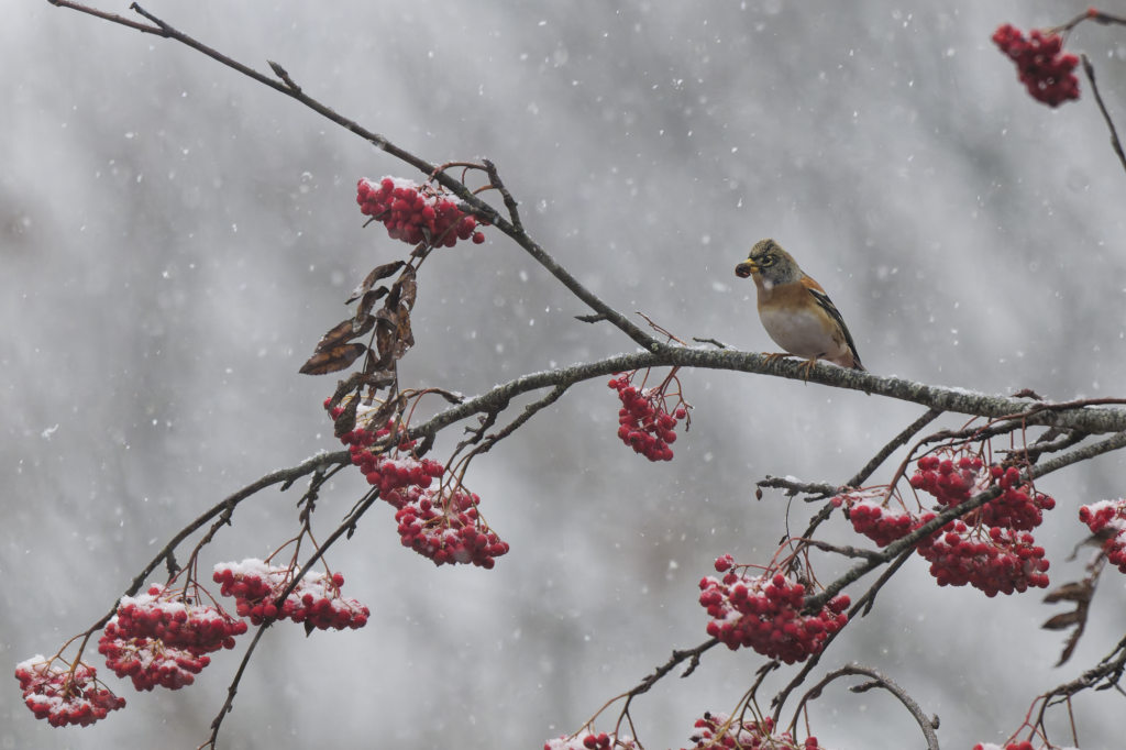 Pinson du nord 2025_23.jpg