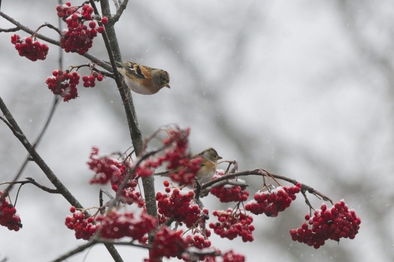 Pinson du nord 2025_36.jpg