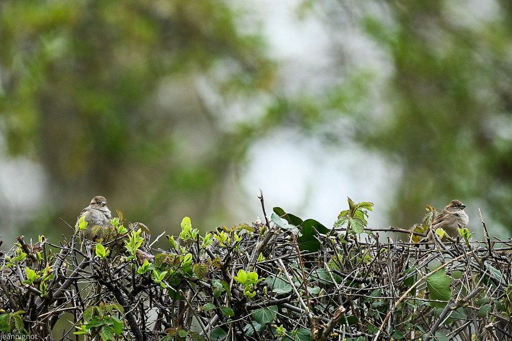 N12 moineaux domestique femelle_001N12 moineaux domestique femelle_001N12 moineaux domestique femelle_001N12 moineaux domestique femelle.JPG