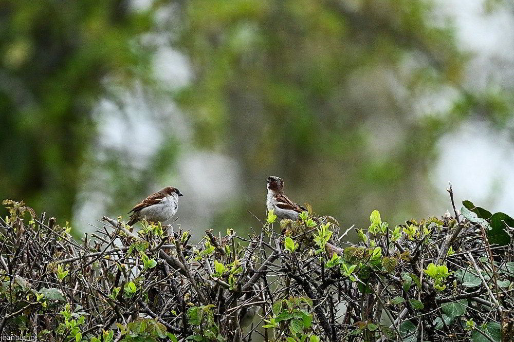 N11 moineaux domestique male_001N11 moineaux domestique male_001N11 moineaux domestique male_001N11 moineaux domestique male.JPG