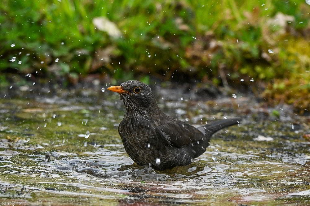 N8 merlette dans l eau_001N8 merlette dans l eau_02.JPG