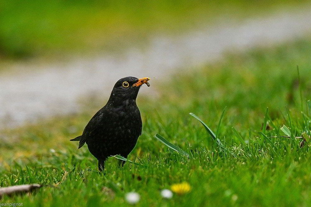 N7 avec ses proies_001N7 avec ses proies_001N7 avec ses proies_001N7 avec ses proies.JPG