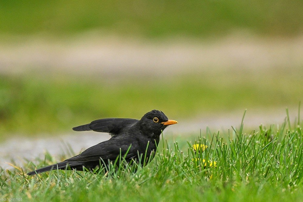 N5 merle noir male_001N5 merle noir male.JPG