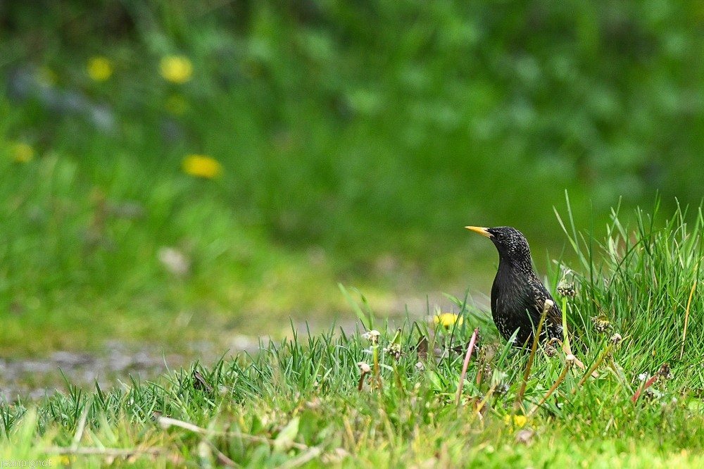 N3 etourneau_001N3 etourneau.JPG