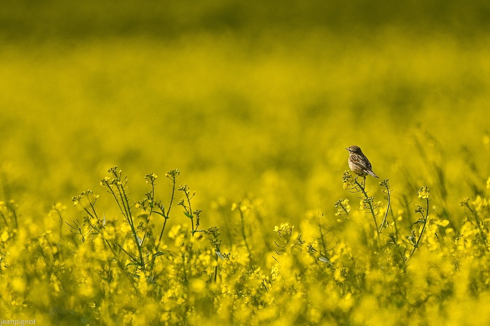 N11 tarier patre femelle.JPG