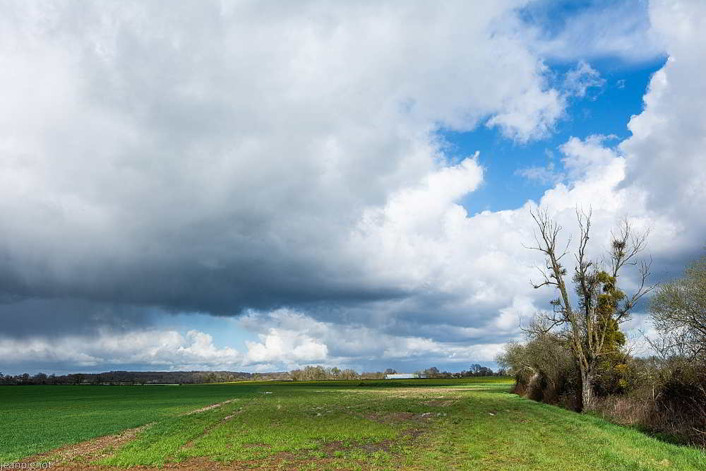 N4 pres de la haie.JPG