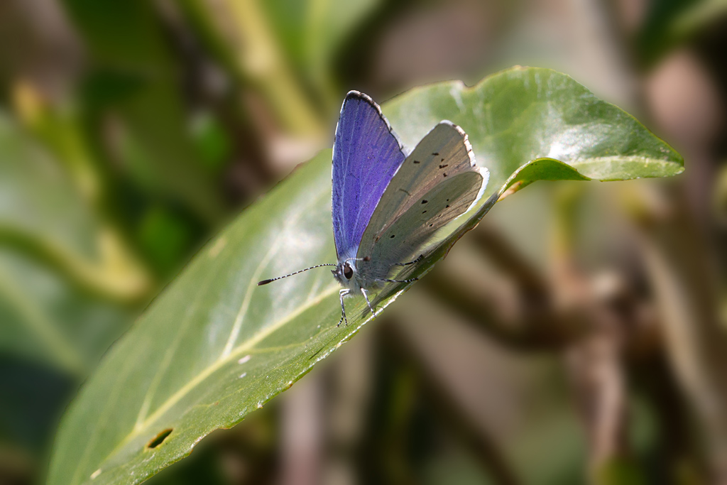 L'Azuré des nerpruns.jpg